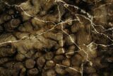 Polished Fossil Stromatolite (Chlorellopsis?) - Wyoming #123429-1